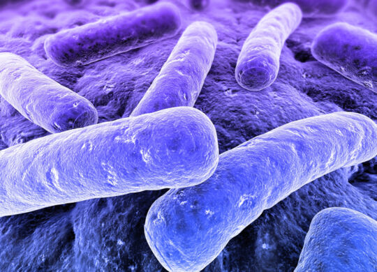 legionella-bacteria